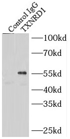 TMF1-Specific antibody|TMF1抗体