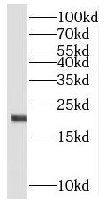 MRPL48 antibody|MRPL48抗体