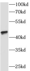 SUMF1 antibody|SUMF1抗体