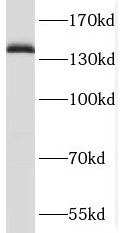 SLTM antibody|SLTM抗体