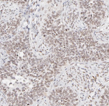 TAF7 antibody|TAF7抗体