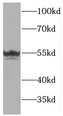 MANEA antibody|MANEA抗体