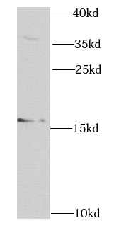 RNASE13 antibody|RNASE13抗体