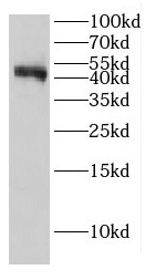 EI24 antibody|EI24抗体