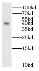 REG3G antibody|REG3G抗体