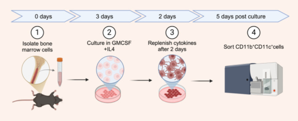 别找我，我在养BMDC