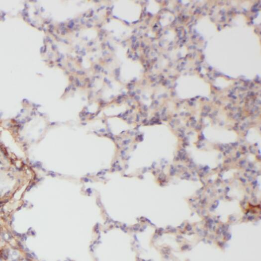 OGN antibody|OGN抗体