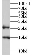 TMEM182 antibody|TMEM182抗体