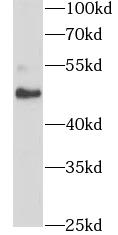 SNX17 antibody|SNX17抗体