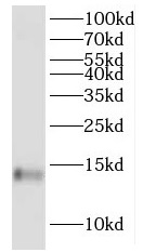 Histone H2A.z antibody|Histone
