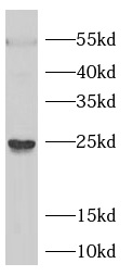 HBEGF antibody|HBEGF抗体