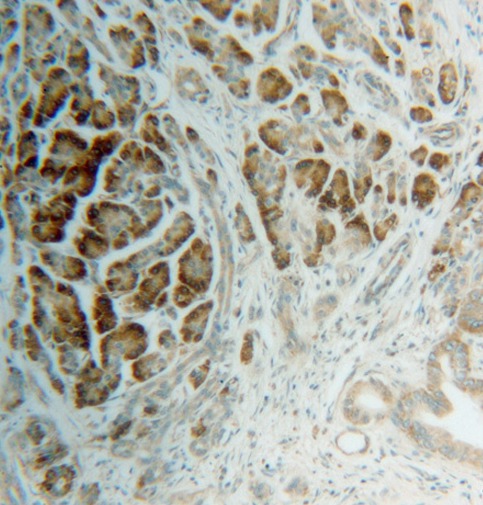 RPS4X antibody|RPS4X抗体