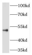 RILPL1 antibody|RILPL1抗体