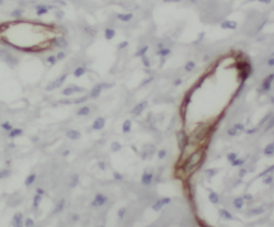SULT1A4 antibody|SULT1A4抗体