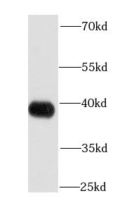 APEX1 antibody|APEX1抗体 FNab004