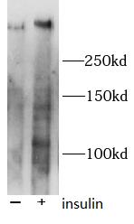 Phospho-MTOR (S2448) antibody|