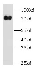GBP4 antibody|GBP4抗体