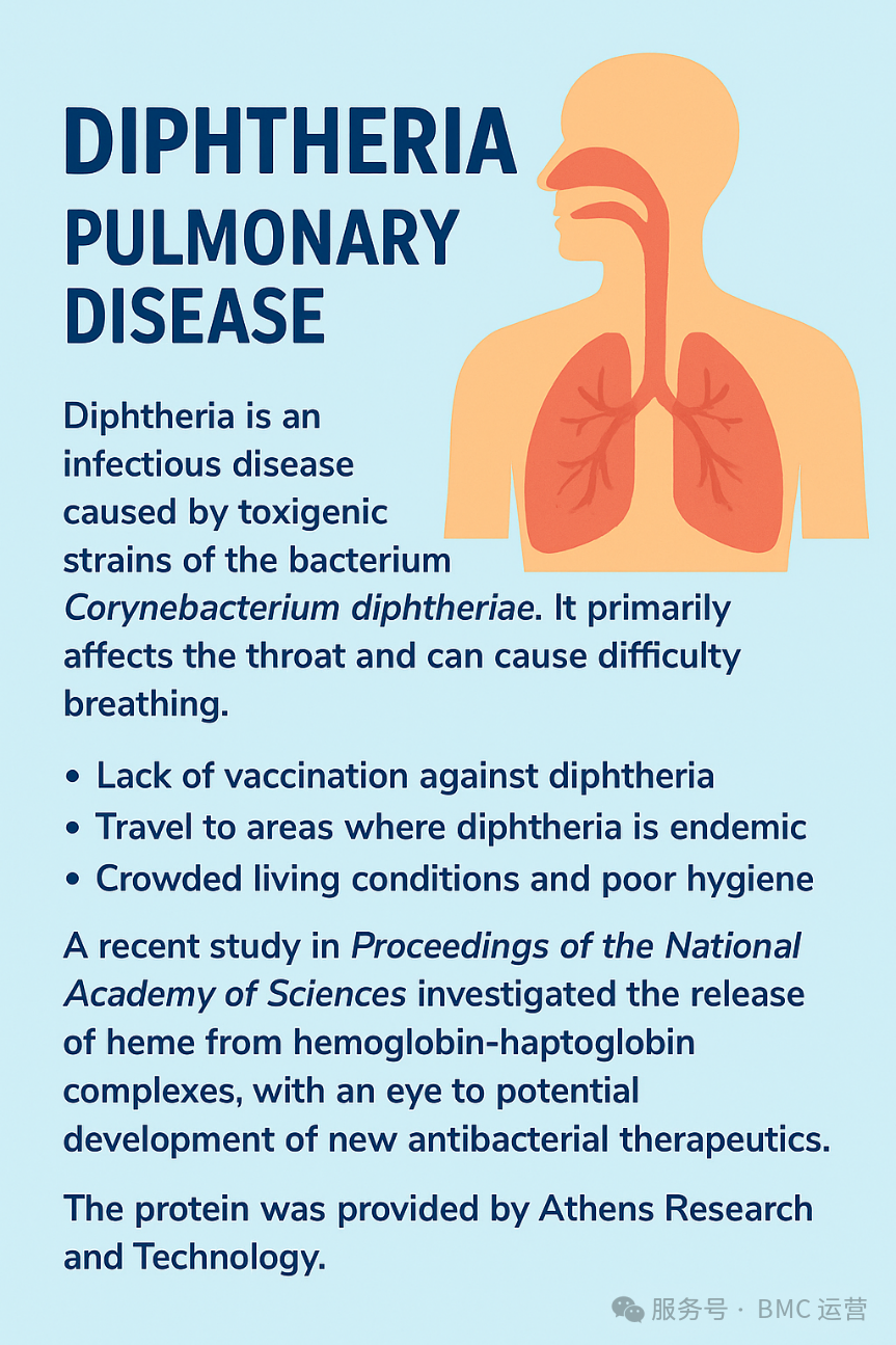 结合珠蛋白 1-1（Hp 1-1）：揭示白喉杆菌劫持宿主铁资源的新机制