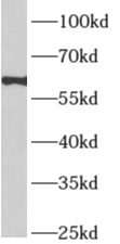 APLF antibody|APLF抗体