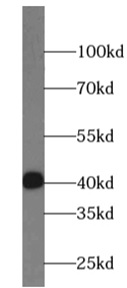 STBD1 antibody|STBD1抗体