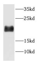 H3C1 antibody|H3C1抗体