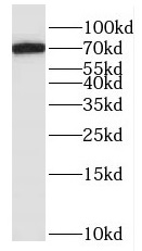 HPX antibody|HPX抗体