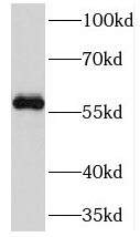 PRIM2 antibody|PRIM2抗体