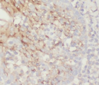 ANPEP antibody|ANPEP抗体 FNab014