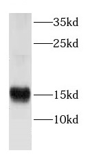 CRIPT antibody|CRIPT抗体