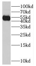 CAVIN1 antibody|CAVIN1抗体
