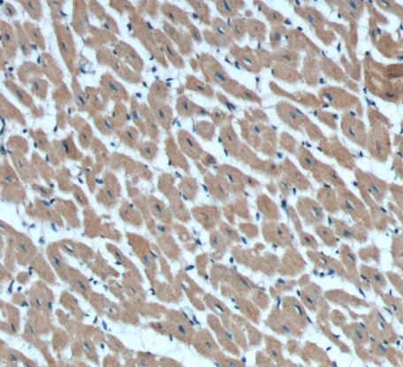 RAB11A antibody|RAB11A抗体