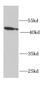 RPH3AL antibody|RPH3AL抗体