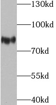 THOC1 antibody|THOC1抗体