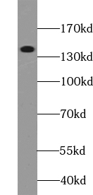 WAPL antibody|WAPL抗体