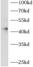 ADAP2 antibody|ADAP2抗体