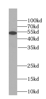 RTCB-Specific antibody|RTCB抗体