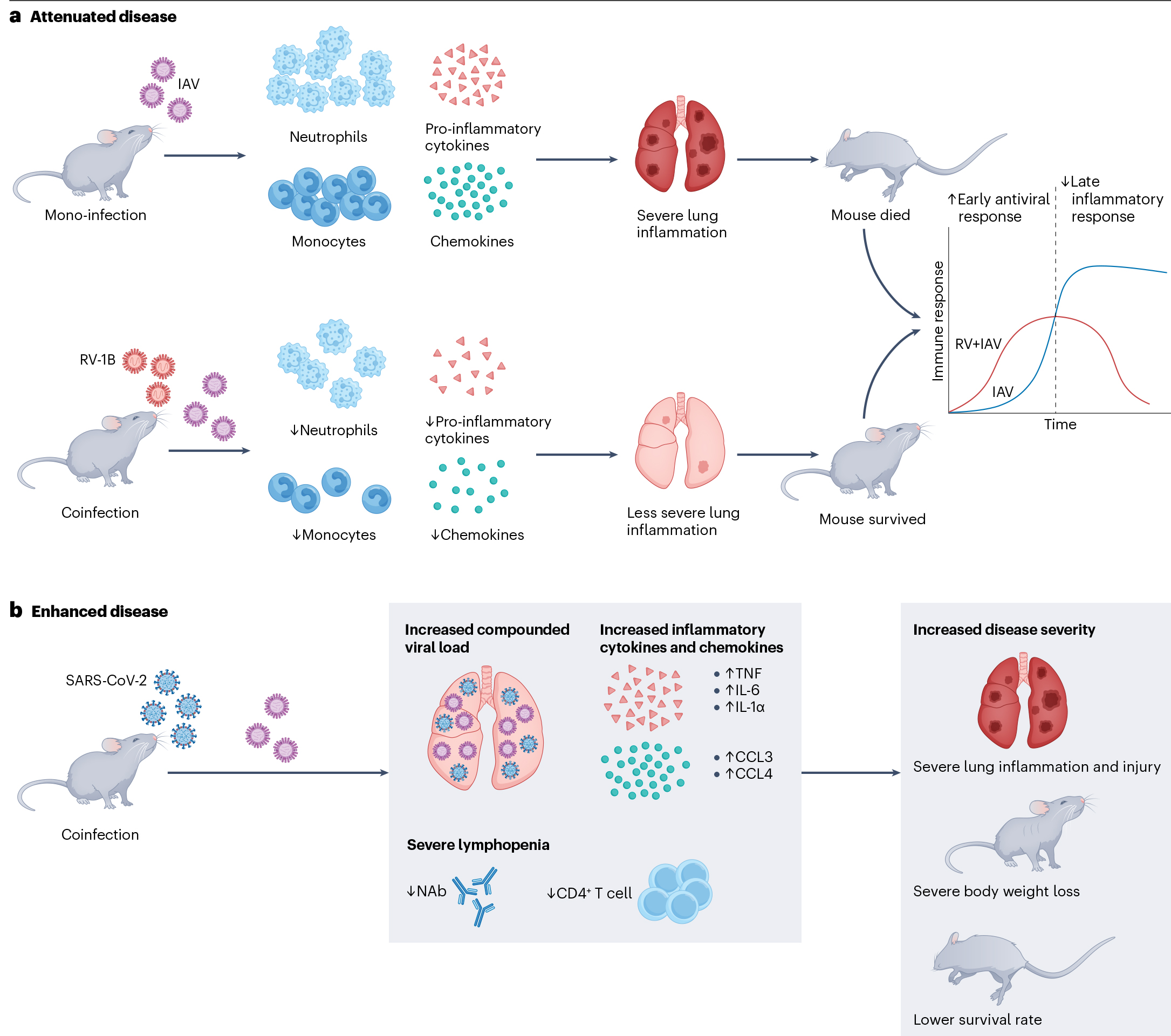 Nature系列综述：呼吸道病毒之间的“相爱相杀”