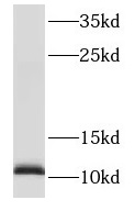 S100A13 antibody|S100A13抗体