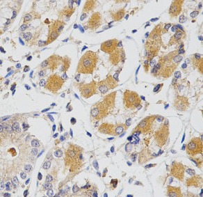 GLRX antibody|GLRX抗体