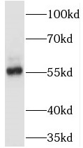 NHERF4 antibody|NHERF4抗体 FNab0