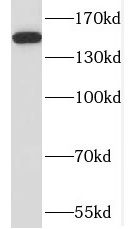 RPAP1 antibody|RPAP1抗体 FNab073