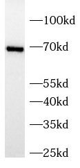 NXF1 antibody|NXF1抗体