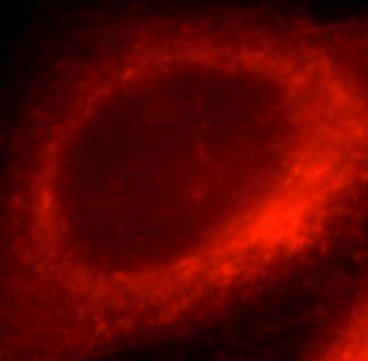 HSP90B1 antibody|HSP90B1抗体 FNa