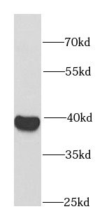 RFC4 antibody|RFC4抗体