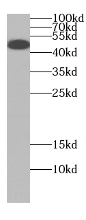 CPA5 antibody|CPA5抗体