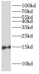 FABP7 antibody|FABP7抗体 FNab029