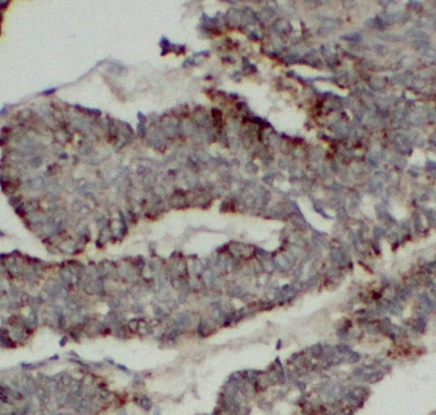 RPL36 antibody|RPL36抗体