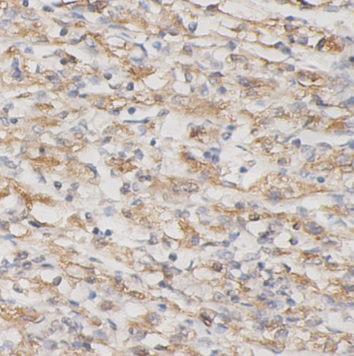 Prl3d1 antibody|Prl3d1抗体