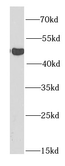 SIRT7 antibody|SIRT7抗体