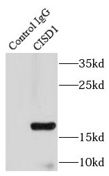 CCPG1 antibody|CCPG1抗体